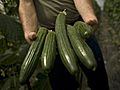 HEALTH: Swedish woman dies of &#039;killer cucumber&#039; outbreak