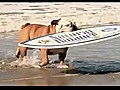 Dog Is Better Than You At Boardsports