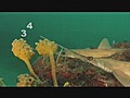 Le requin scie ( Inventaire,  la série animalière qui compte)