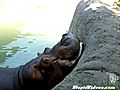 Hippo Dominates Watermelon