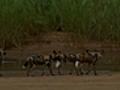 Wild dogs play with death