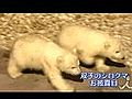 ドイツの動物園に新たなアイドル