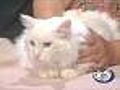 'Oliver' - Ragdoll Mix - #5808789