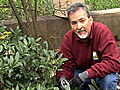 April Gardening Tips - Trees and Shrubs