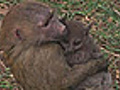 Kenyan Baboon Adopts Bushbaby