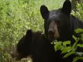 Mutual of Omaha’s Wild Kingdom: Bear Mother Finds Love