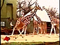 Raw Video: Giraffes Frolic at Chicago Zoo