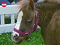 World’s Smallest Horse