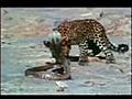Leopards of Sawai Madipur