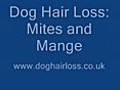 Dog Hair Loss,  Mange and Mites