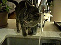 Los gatos NO saben beber agua