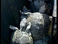 Des tortues sur le tarmac