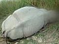 Kaziranga: 10th rhino poached