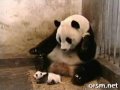 The Sneezing Baby Panda