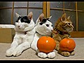 Cats Not Fazed By Oranges