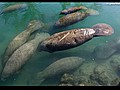 Manatees seek refuge from frigid waters