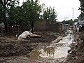 Inondations au Pakistan: 3,2 millions de sinistrés,  la colère monte