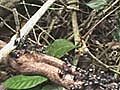 Video - Ant Parasite