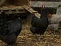 CHOW Tip: Egg-Laying Chickens Versus Meat-Providing Chickens