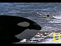 Killer Whale vs. Sea Lions