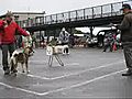 2008日本犬保存会秋季展覧会近畿連合展