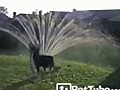 The Sprinkler High Jump - PetTube.com