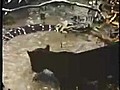 Jaguar timsahi öldürüyor