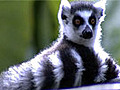 Ring-Tailed Lemur