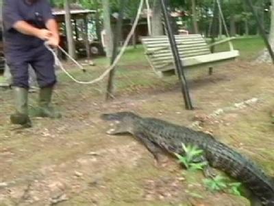 Gator Rangler Called In For Nuisance