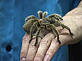 Feeding a Tarantula