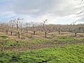 Highlights of Adams County’s Apple Country