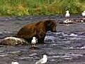 Bear Goes Fishing