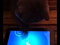 My cat Isabel playing iPad games