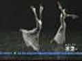 Complexions: Dancing In The Park