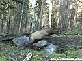 Baby Elk Plays Around