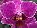World&#039;s Largest Orchid Farm