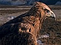 National Geographic Animals - Golden Eagle Vs. Jackrabbit