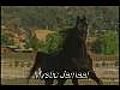 Mystic Jamaal - Homozygous Black Arabian Stallion