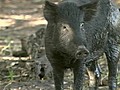 Wild hogs terrorize Florida neighborhoods