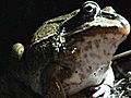 Nature Inc. Shorts: Terrorizing Toxic Toads