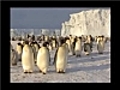 Antarctique, manchots empereurs