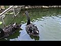 Berjaya Hills Resort Highlands - Black Swan Video