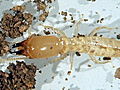 Animals: Termites Ready Invasion as Ice Melts