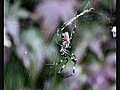 Insectes et fleurs