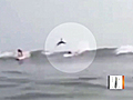 Video shows shark jumping over surfer in Fla.