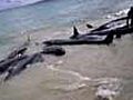 False killer whales beach in Australia