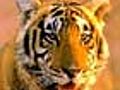 Raje Govt to relocate tigers to Sariska