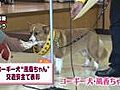 交通安全を見守ってきたコーギー犬に感謝状