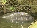 Meet Sapo,  the baby pygmy hippo