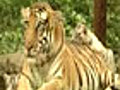 Tigers in Sariska still under threat